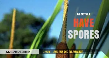 Do Cattails Have Spores? Unveiling the Truth About Their Reproduction