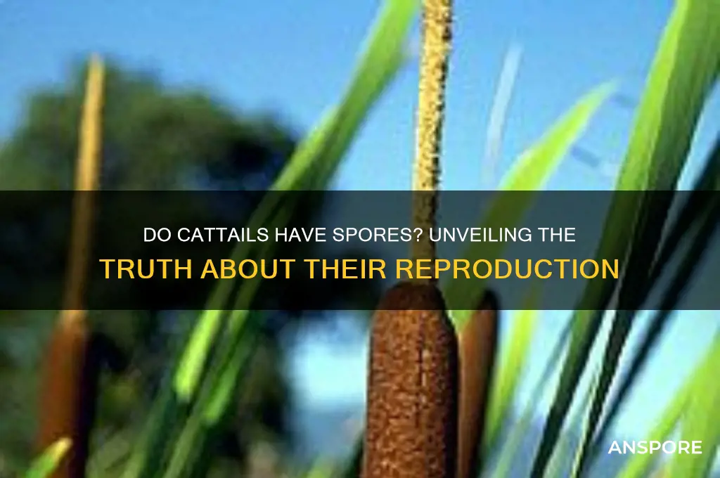 do cattails have spores