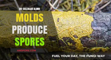 Do Cellular Slime Molds Produce Spores? Unveiling Their Life Cycle
