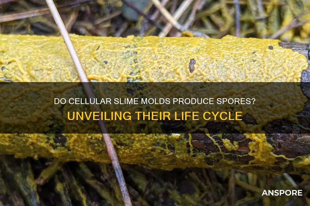 do cellular slime molds produce spores