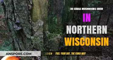 Exploring Chaga Mushrooms: Do They Thrive in Northern Wisconsin?