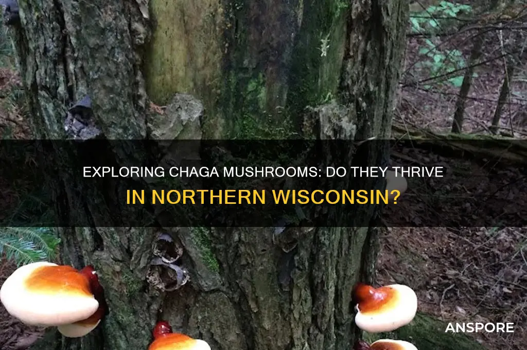 do chaga mushrooms grow in northern wisconsin