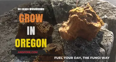 Where to Find Chaga Mushrooms: Do They Grow in Oregon?