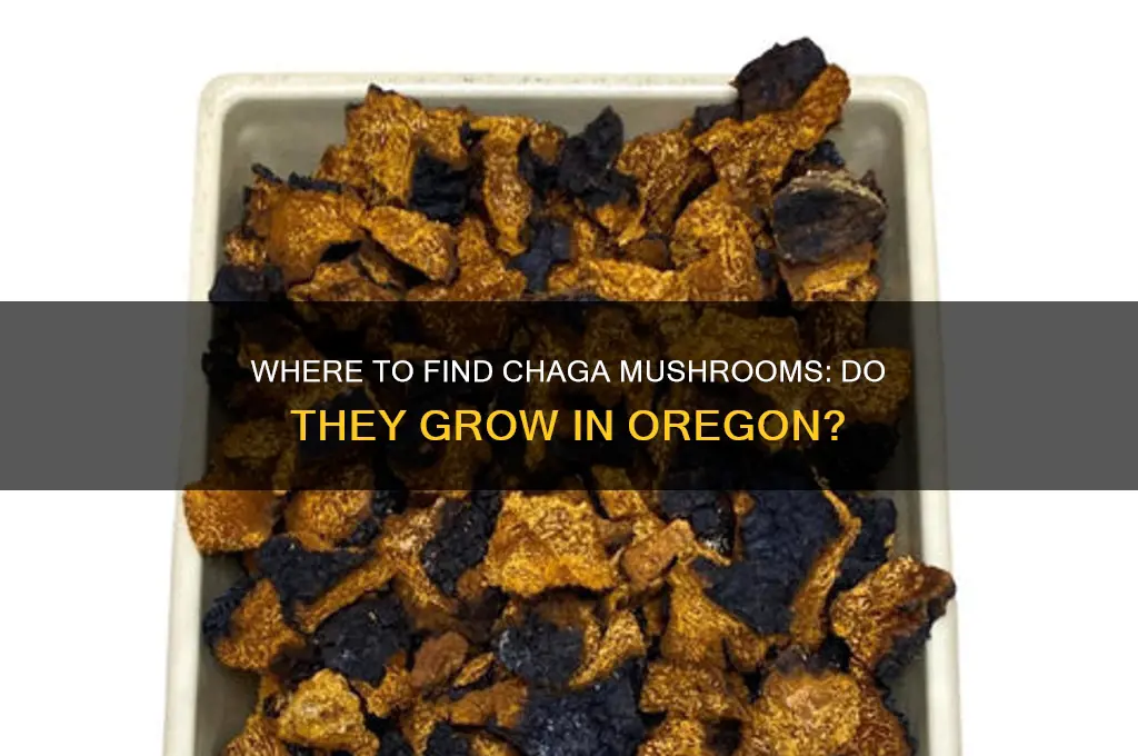 do chaga mushrooms grow in oregon