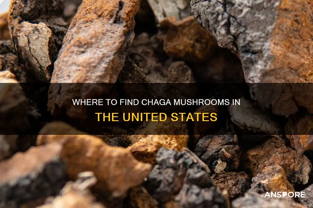 do chaga mushrooms grow in the united states