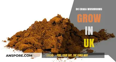 Do Chaga Mushrooms Grow in the UK? Exploring Their Presence