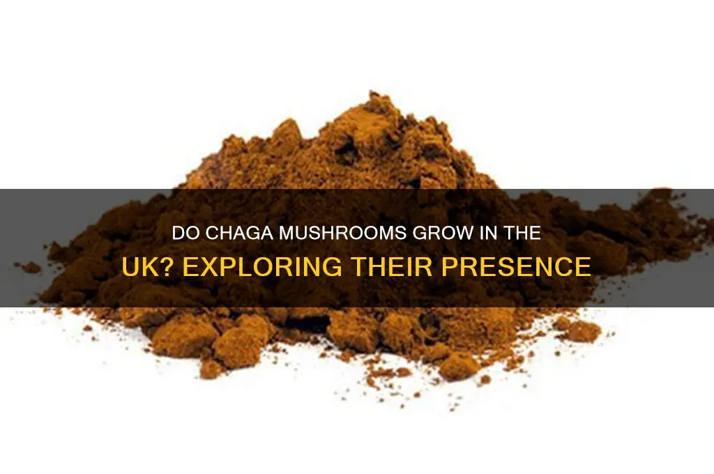 do chaga mushrooms grow in uk
