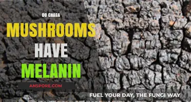 Chaga Mushrooms: A Rich Source of Melanin?