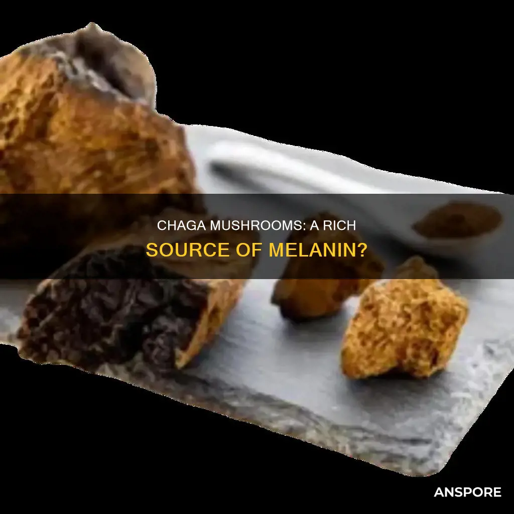 do chaga mushrooms have melanin
