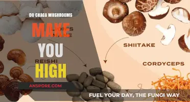 Chaga Mushrooms: Do They Induce a High or Health Benefits?