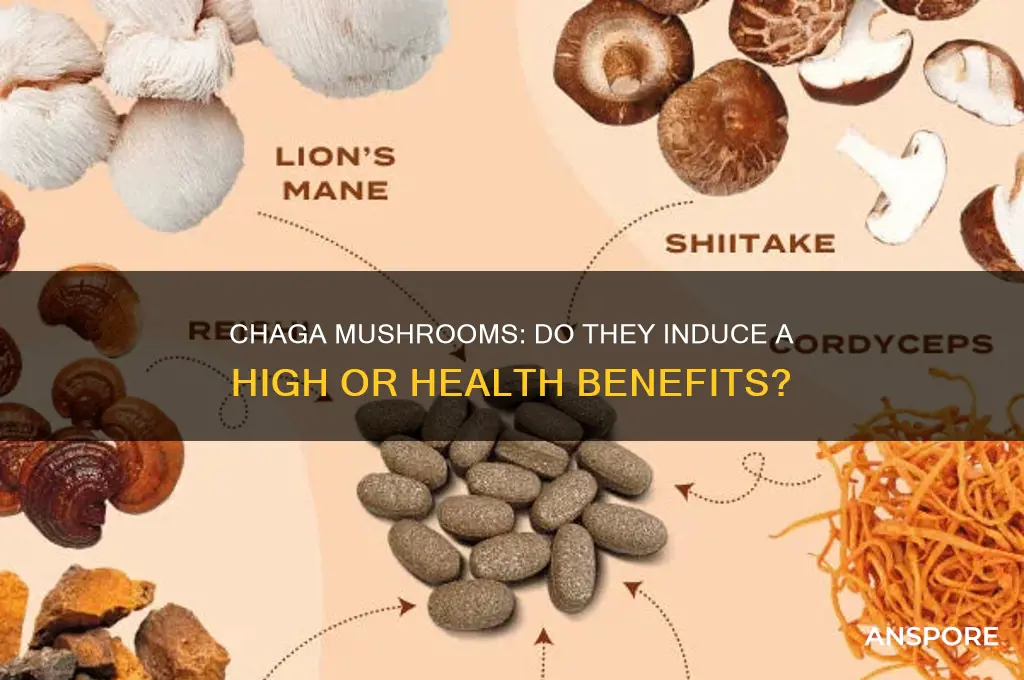 do chaga mushrooms make you high