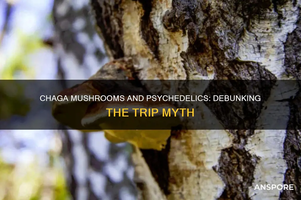 do chaga mushrooms make you trip