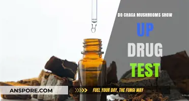Chaga Mushrooms and Drug Tests: What You Need to Know