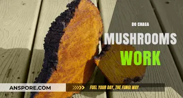 Chaga Mushrooms: Do They Work?