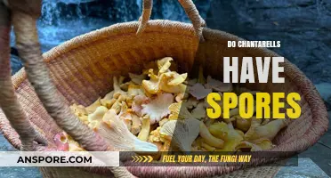 Chanterelles' Spore Secrets: Unveiling the Mushroom's Reproduction Mystery
