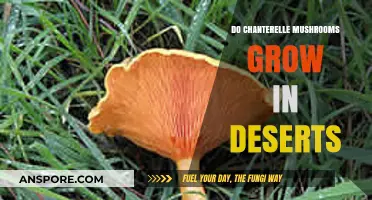 Can Chanterelle Mushrooms Thrive in Desert Environments? Exploring Possibilities