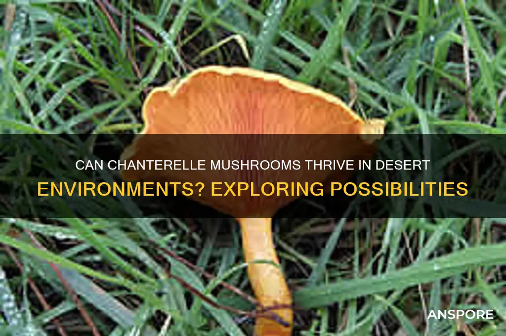 do chanterelle mushrooms grow in deserts