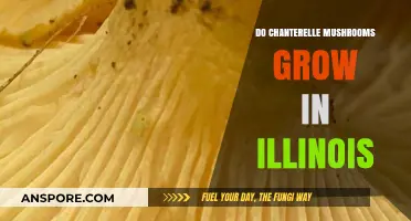 Chanterelle Mushrooms in Illinois: Where and When to Find Them