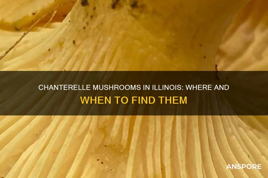 do chanterelle mushrooms grow in illinois