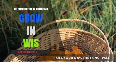 Chanterelle Mushrooms in Wisconsin: Where and When to Find Them