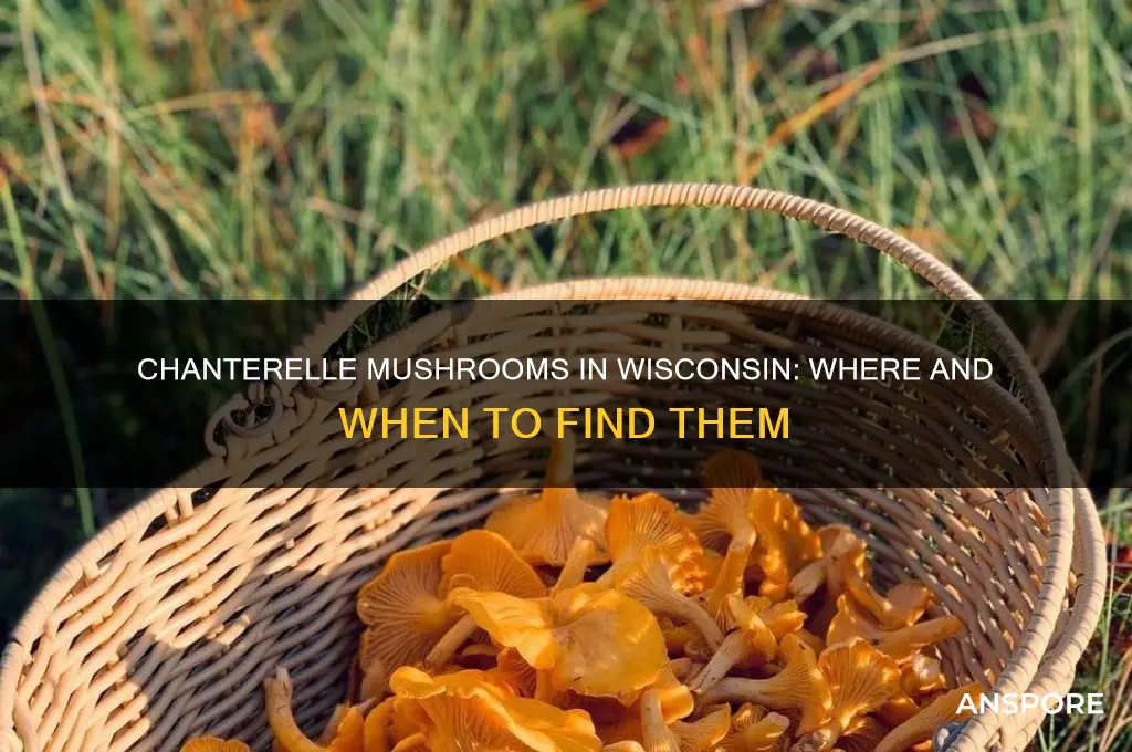 do chanterelle mushrooms grow in wis