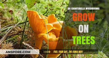 Do Chanterelle Mushrooms Grow on Trees? Exploring Their Habitat
