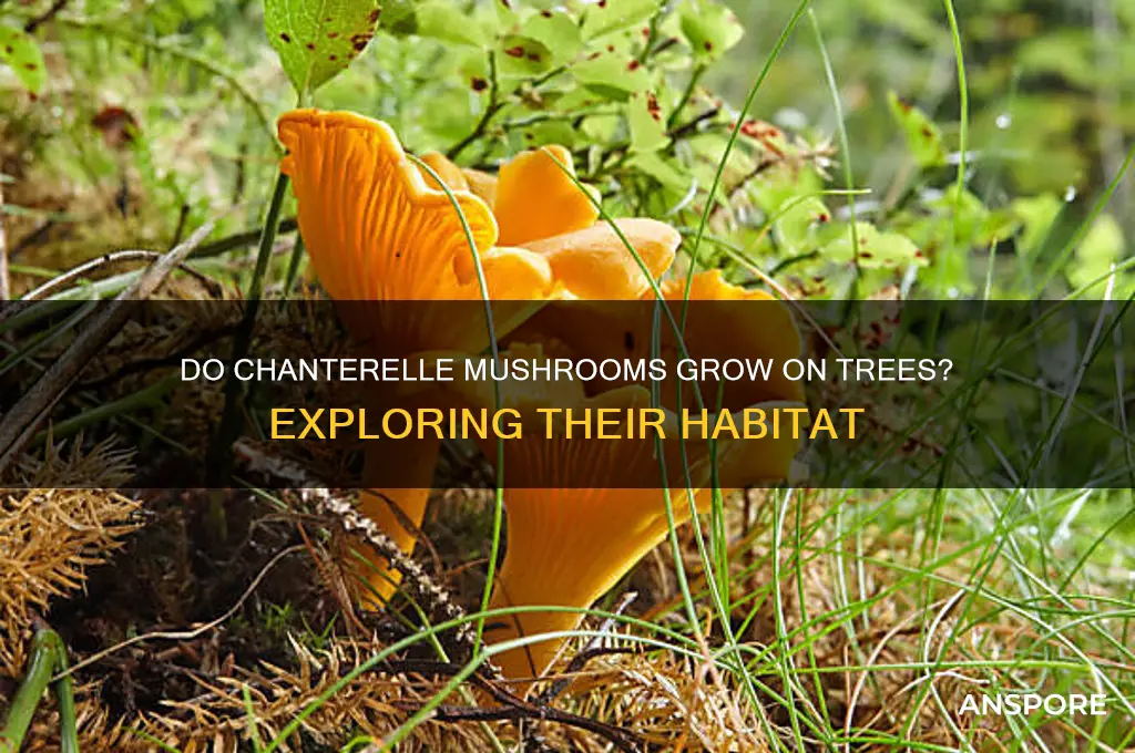 do chanterelle mushrooms grow on trees