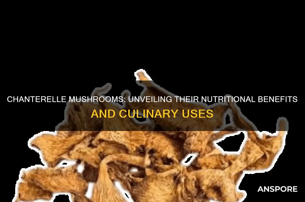 do chanterelle mushrooms have any nutritional value