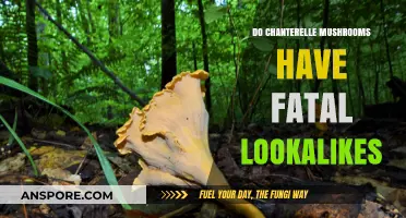 Chanterelle Mushrooms: Identifying Deadly Lookalikes and Safe Foraging Tips