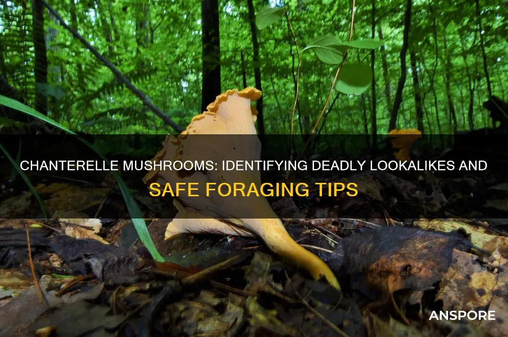do chanterelle mushrooms have fatal lookalikes