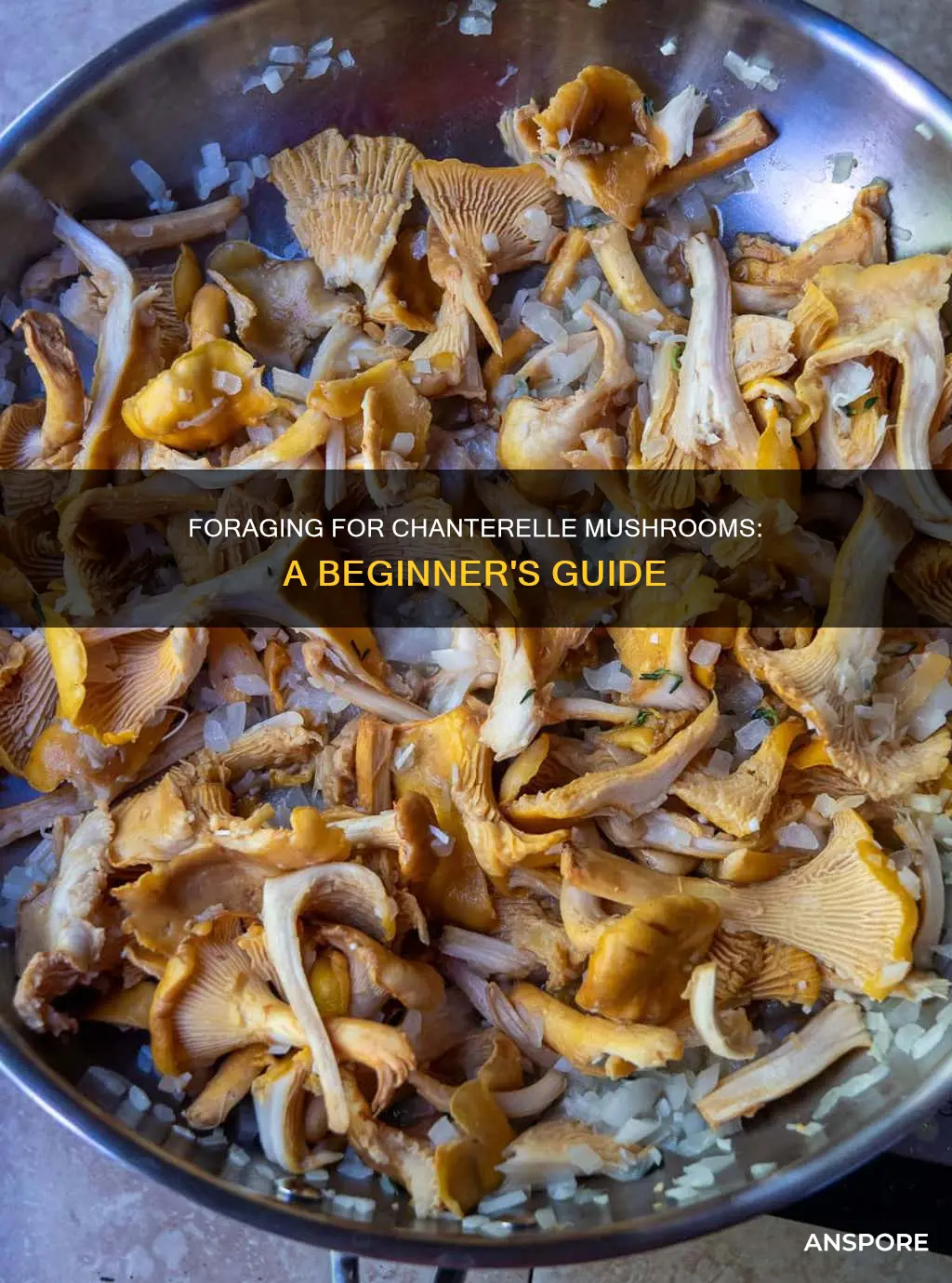 do chanterelle mushrooms