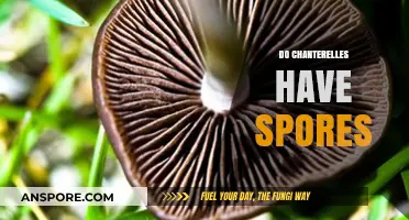 Do Chanterelles Have Spores? Unveiling the Mushroom's Reproductive Secrets
