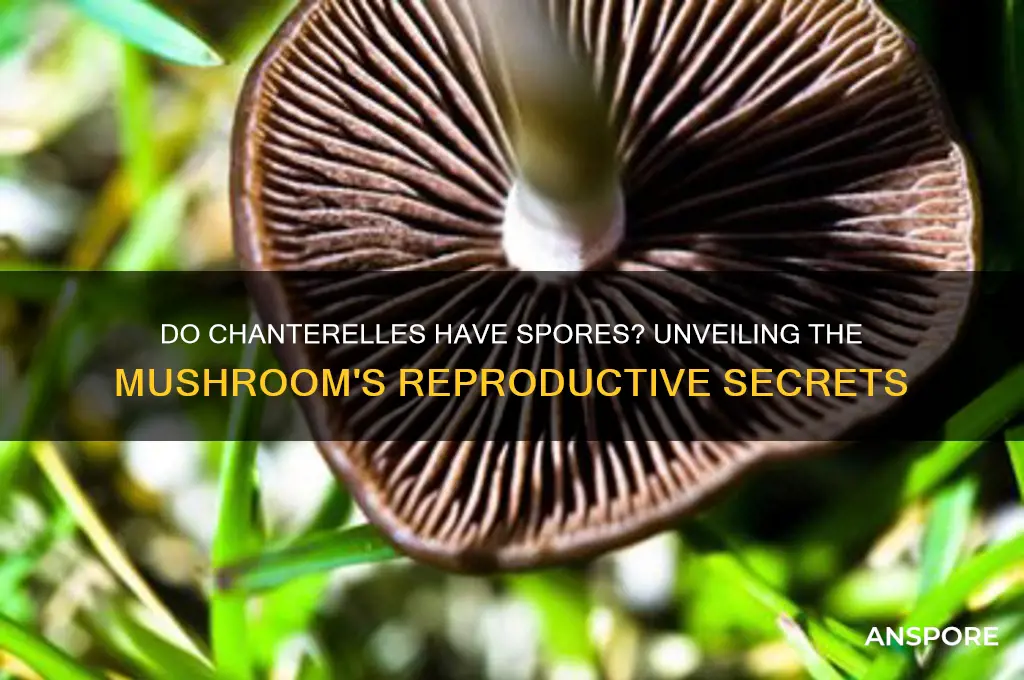 do chanterelles have spores