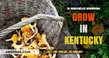 Chanterelle Mushrooms in Kentucky: Where and When to Find Them
