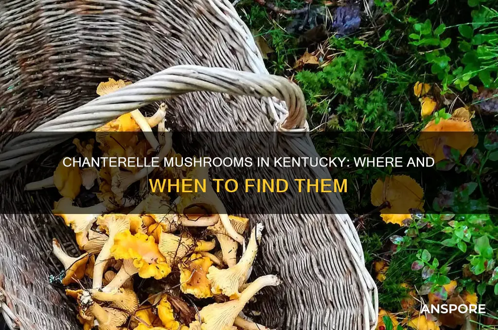 do chanterelles mushrooms grow in kentucky