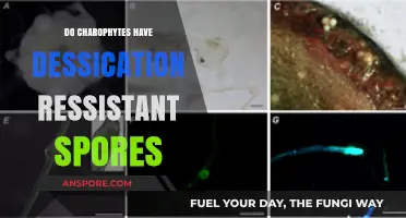 Charophytes' Survival Strategy: Do They Produce Desiccation-Resistant Spores?
