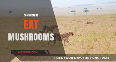 Do Cheetahs Eat Mushrooms? Unraveling the Carnivore's Dietary Mystery