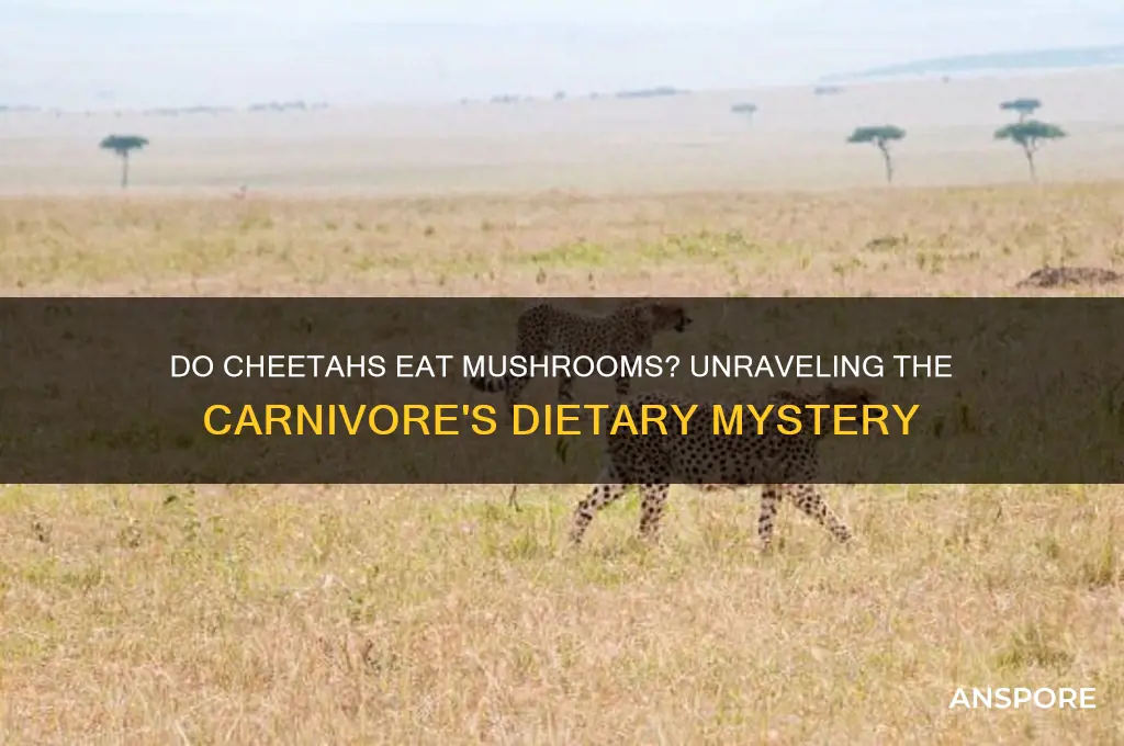 do cheetahs eat mushrooms