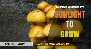 Do Chestnut Mushrooms Need Sunlight? Growing Tips Revealed