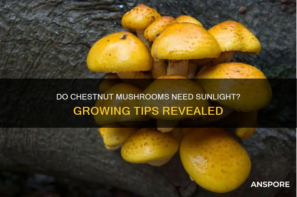 do chestnut mushrooms need sunlight to grow