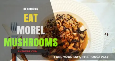 Can Chickens Safely Eat Morel Mushrooms? A Complete Guide