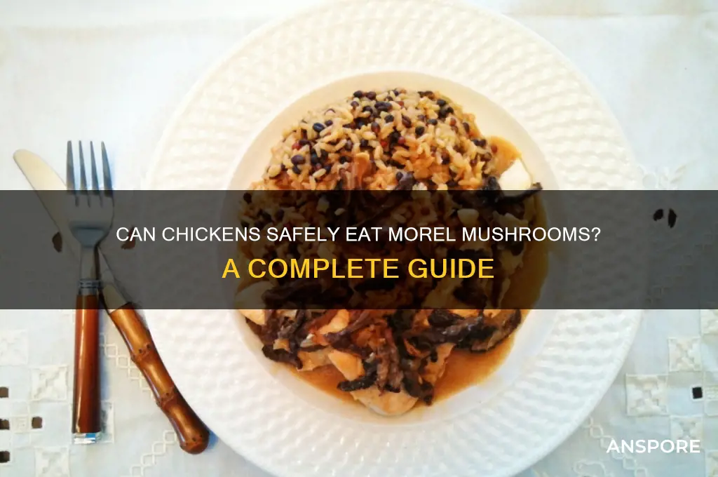 do chickens eat morel mushrooms