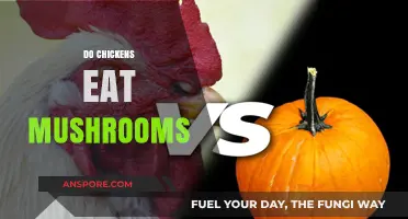 Can Chickens Safely Eat Mushrooms? A Complete Feeding Guide