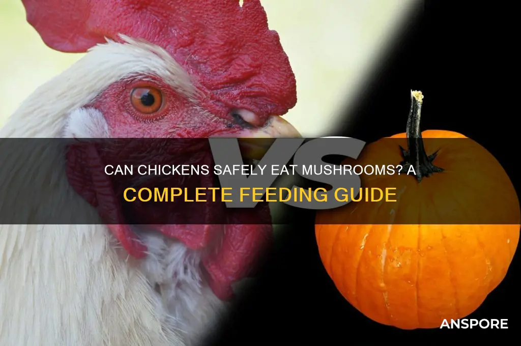 do chickens eat mushrooms
