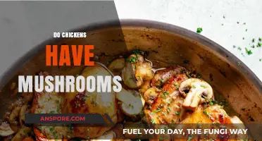 Mushroom Mystery: Do Chickens and Fungi Intersect?