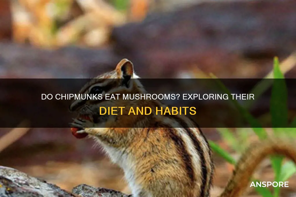 do chipmunks eat mushrooms