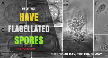 Do Chytrids Have Flagellated Spores? Unveiling Fungal Mysteries