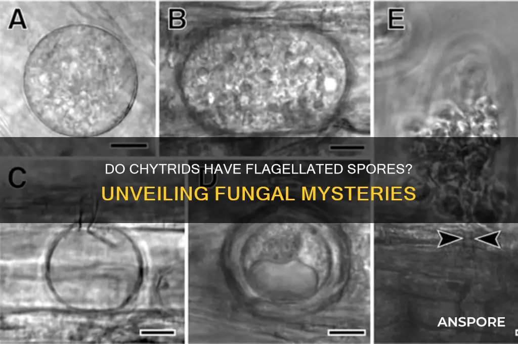 do chytrids have flagellated spores