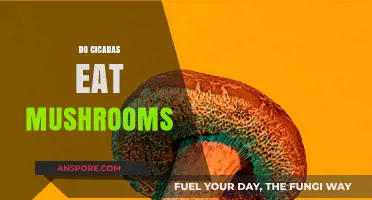 Do Cicadas Eat Mushrooms? Unveiling the Truth About Their Diet