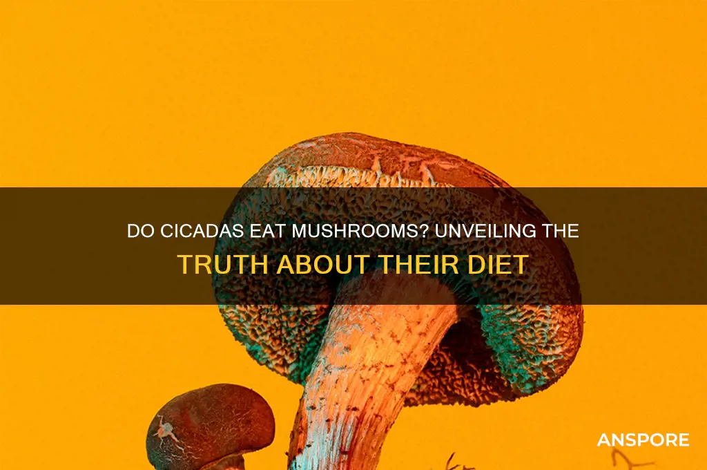 do cicadas eat mushrooms